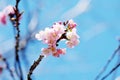 Light pink Sakura on blue sky background