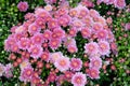 Light pink salmon chrysanthemums bloom on a flowerbed in a park close-up. Royalty Free Stock Photo