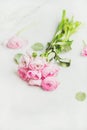 Light pink spring ranunkulus flowers on white marble background Royalty Free Stock Photo