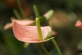 Light pink tailflower