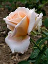 Light pink to beige coloured rose flower of hybrid Helenka
