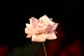 Light pink to white rose with dense petals starting to wither on dark to red background Royalty Free Stock Photo