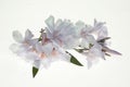 Light Pink Transparent Oleanders Lying on a Soft Background Royalty Free Stock Photo