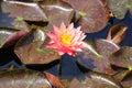 A light pink Tropical Day-Flowering Waterlily Royalty Free Stock Photo