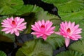 Light pink Tropical night-flowering Waterlily flowers Royalty Free Stock Photo