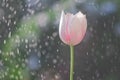 Light-pink tulip on the background of bubbles from water droplet Royalty Free Stock Photo