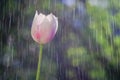 Light pink tulip on background of rain drops tracks Royalty Free Stock Photo