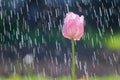 Light pink tulip on background of rain drops tracks Royalty Free Stock Photo