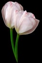 Light pink   tulip flower  on black  isolated background with clipping path. Closeup. For design. Nature Royalty Free Stock Photo