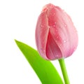 Light-pink Tulip Flower with drops of water and leaf, isolated Royalty Free Stock Photo