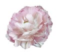 Light pink tulip flower  on white isolated background with clipping path. Closeup. For design. Royalty Free Stock Photo