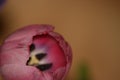 Light Pink Tulip in Macro