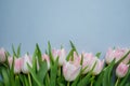 Light pink tulips bouquet on light blue background close up with copy space Royalty Free Stock Photo