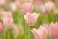 Light pink tulips flower under the sunlight