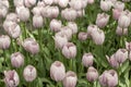 Light pink tulips in a park during tulip festival in Saint Petersburg. Colorful flowers.