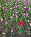 Light pink tulips and a red one blossoming in April. Concept of contast, identification, strange, loneliness