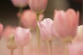 Light pink tulips flower under the sunlight