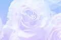 Light pink , violet and blue gradient background with wonderful tender rose