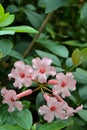 Light pink flowers of Vireya Rhododendron plant and foliage Royalty Free Stock Photo
