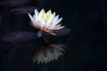 Light pink water lily (Nymphaea Clyde Ikins) with leaves and ref Royalty Free Stock Photo