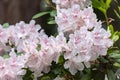 light pink and white flowers on dark evergreen bush Royalty Free Stock Photo