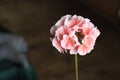 Light pink lonely blooming pelargonium flower on the dark background Royalty Free Stock Photo