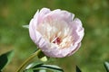 Light Pink and White Peony Blooming and Flowering
