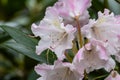 light pink and white rhododendron flowers in full bloom