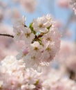 Light Pink Sakura blossom in April Japan in warm sunny day Royalty Free Stock Photo