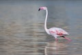 Light pink white tropical flamingo wading in a lake