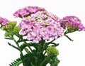 Light Pink Yarrow with White Background Royalty Free Stock Photo