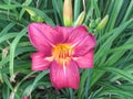 Light Pink And Yellow Daylily Flower