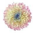 Light pink-yellow flower chrysanthemum, garden flower, white isolated background with clipping path. Closeup. no shadows. blue c Royalty Free Stock Photo