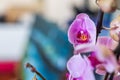 Light pink yellow orchid flowers on a twig, houseplant on a colorful blurred bokeh background. Place for text Royalty Free Stock Photo