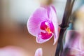Light pink yellow orchid flowers on a twig, houseplant on a red blurred bokeh background. Macro Royalty Free Stock Photo
