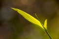 Light play across the surface of a bamboo leaf that sits in front of a blue sky background Royalty Free Stock Photo