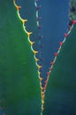 Agave detail, Desert Botanical Garden, Phoenix, Arizona Royalty Free Stock Photo