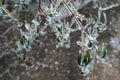 Ice-coated butterfly bush forms natural sculpture