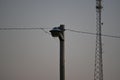 Light Pole With Power Line And Radio Tower out Of Focus In The Background Royalty Free Stock Photo