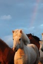 beautiful Icelandic horses portrait against blue sky and rainbow in Iceland. Royalty Free Stock Photo