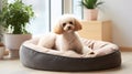 Light poodle resting in a soft dog bed