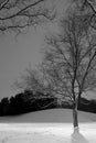 Light Post behind the Tree, Winter Scene - Black & White Royalty Free Stock Photo