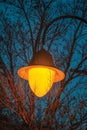 Light post among tree branches at nightfall