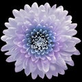 Light purple-blue  flower  chrysanthemum on the black isolated background with clipping path. Closeup. For design. Royalty Free Stock Photo