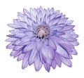 Light purple-blue flower   dahlia on white isolated background with clipping path  no shadows. Closeup. Royalty Free Stock Photo