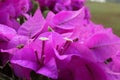 Light purple Bougainvillea flowers or paper flower. Close up.