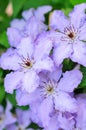 Light Purple Clematis Flowers