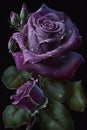 light purple color bunch of beautiful rose on black background generative AI