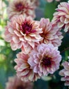 Light Purple colorful Dahlia blossoms `Creme de cognac` variety