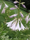 light purple creeping bell flower (summer blooms)